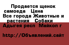 Продается щенок самоеда › Цена ­ 15 000 - Все города Животные и растения » Собаки   . Адыгея респ.,Майкоп г.